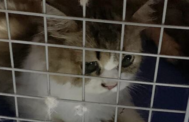 Οργή στην Ταϊβάν: Ευθανασία για 154 γάτες που βρέθηκαν σε επιχείρηση λαθρεμπορίου