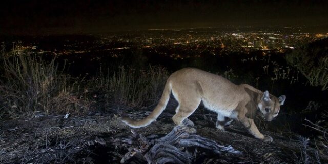 Καλιφόρνια: Μητέρα έσωσε τον 5χρονο γιο της από τα δόντια λιονταριού με γυμνά χέρια