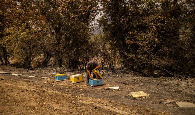 Φωτιά στην Εύβοια: “Χάθηκε” το 70% της συνολικής ελληνικής παραγωγής μελιού