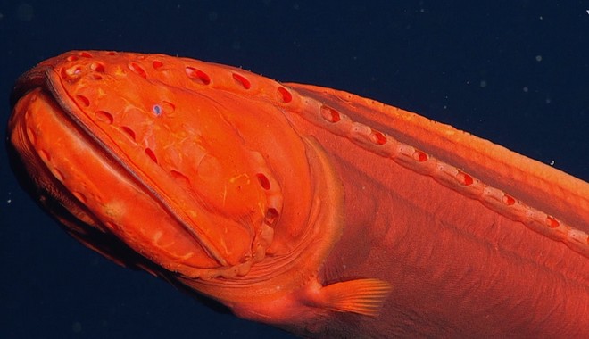 Καλιφόρνια: Εντοπίστηκε σπάνιο ψάρι που αλλάζει μορφή