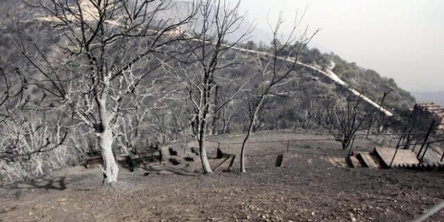 Αλγερία: Τουλάχιστον 65 νεκροί από τις φωτιές