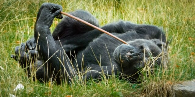 Βέλγιο: Πίστευε πως έχει σχέση με χιμπατζή και της απαγόρευσαν την είσοδο στον ζωολογικό κήπο