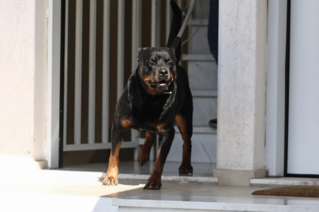 Κοζάνη: Φυλάκιση 5 ετών στους ιδιοκτήτες των ροτβάϊλερ για τον θάνατο του 5χρονου