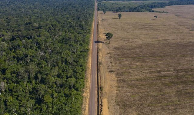 Ο πλανήτης εκπέμπει SOS: Ένα στα τρία είδη δέντρων κινδυνεύουν με εξαφάνιση