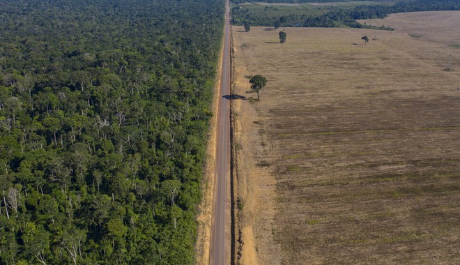 Ο πλανήτης εκπέμπει SOS: Ένα στα τρία είδη δέντρων κινδυνεύουν με εξαφάνιση