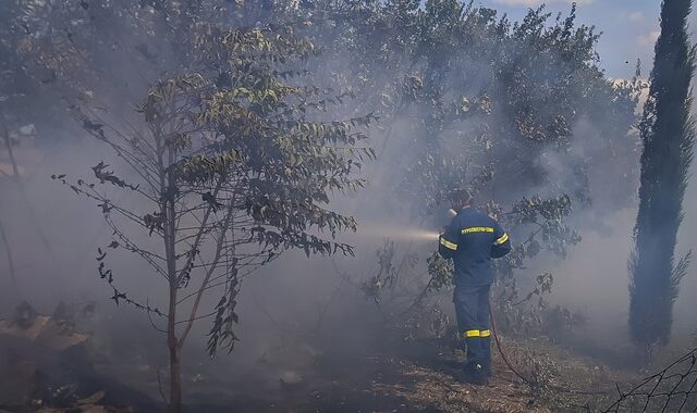 Άμεση επέμβαση της Πυροσβεστικής σε φωτιές στην Φυλή Αττικής και στην Κεντρική Εύβοια