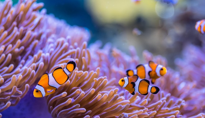 Σήμα κινδύνου: Οι κοραλλιογενείς ύφαλοι του πλανήτη έχουν μειωθεί στο μισό από το 1950