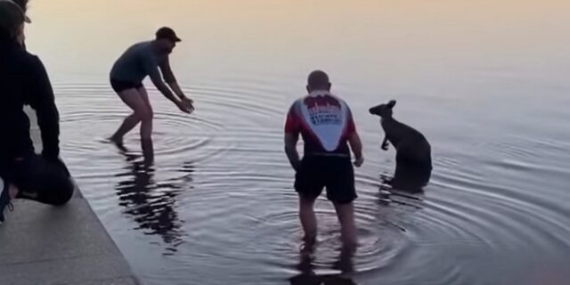 Αυστραλία: Η στιγμή της διάσωσης ενός καγκουρό από λίμνη – Βίντεο