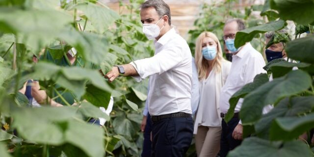 Στη ΝΔ τα αγγούρια “τα μαζεύετε με το χέρι”;