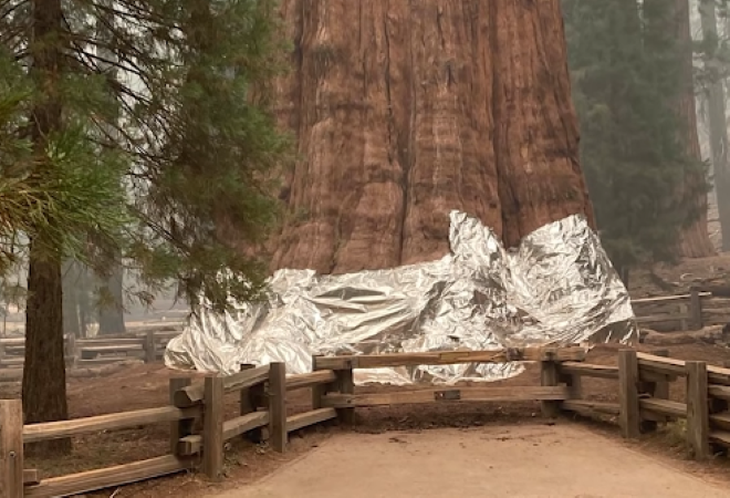 ΗΠΑ: Το μεγαλύτερο δέντρο του κόσμου κινδυνεύει από φωτιά – Το τύλιξαν με ειδική κουβέρτα