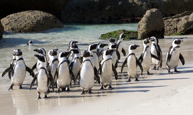 Νότια Αφρική: Μέλισσες σκότωσαν 63 πιγκουίνους