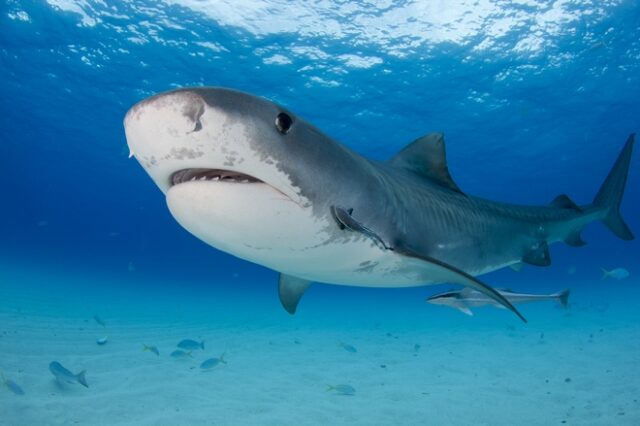 Συγκλονίζει θύμα επίθεσης καρχαρία: “Κατάλαβα ότι έχασα το πόδι μου όταν το είδα να επιπλέει”