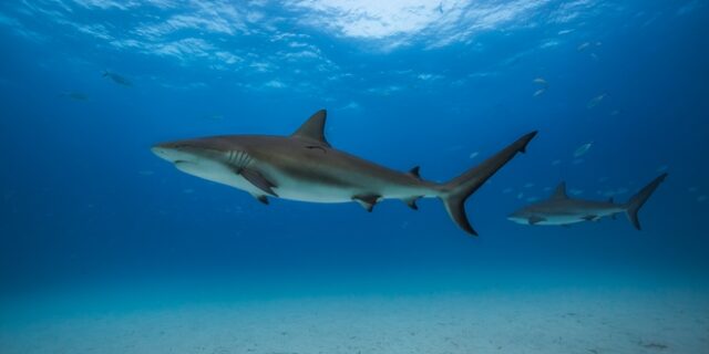 IUCN: Καταρρέει η βιοποικιλότητα – Ποια γνωστά είδη κινδυνεύουν να εξαφανιστούν