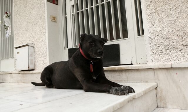 Μίκης Θεοδωράκης: Συγκινεί ο σκύλος του, στο πλατύσκαλο του σπιτιού του