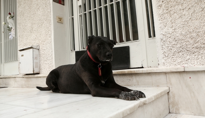 Μίκης Θεοδωράκης: Συγκινεί ο σκύλος του, στο πλατύσκαλο του σπιτιού του