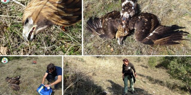 Δράμα: Νέο περιστατικό δηλητηρίασης χρυσαετού – Τι καταγγέλλουν οι αρμόδιοι φορείς