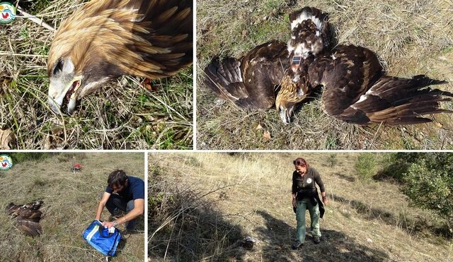 Δράμα: Νέο περιστατικό δηλητηρίασης χρυσαετού – Τι καταγγέλλουν οι αρμόδιοι φορείς