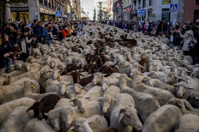 Ισπανία: Χιλιάδες πρόβατα κατέκλυσαν τους δρόμους της Μαδρίτης