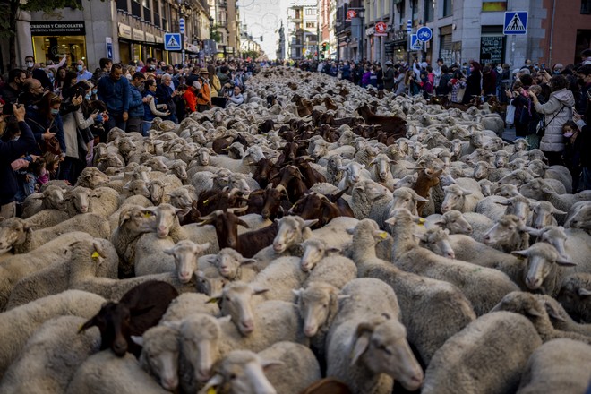 Ισπανία: Χιλιάδες πρόβατα κατέκλυσαν τους δρόμους της Μαδρίτης