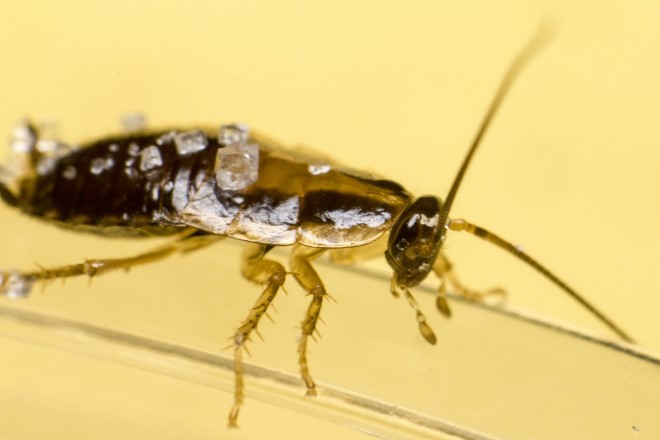 Κατσαρίδα: Πώς το μισητό για πολλούς έντομο μπορεί να αποτελέσει έργο τέχνης;