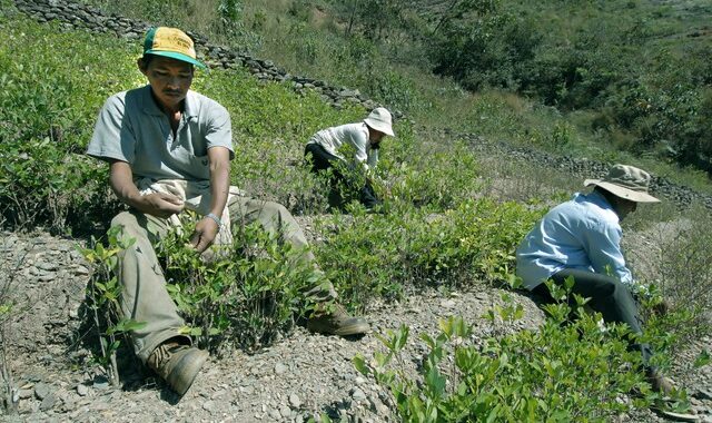 Κολομβία: Απελευθερώθηκαν 180 στρατιωτικοί που πήγαν να καταστρέψουν καλλιέργειες κόκας