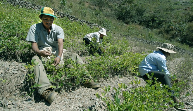 Κολομβία: Απελευθερώθηκαν 180 στρατιωτικοί που πήγαν να καταστρέψουν καλλιέργειες κόκας