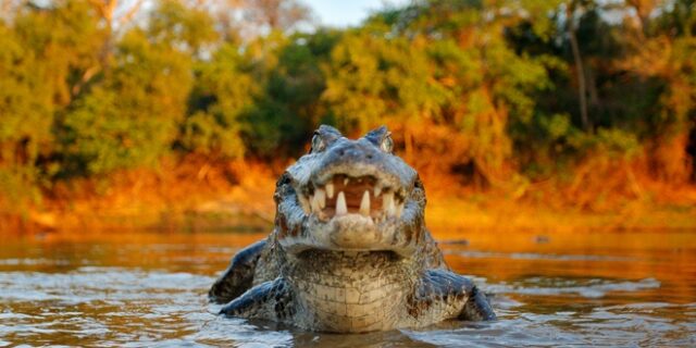 Bίντεο: Κροκόδειλος αρπάζει στον αέρα drone