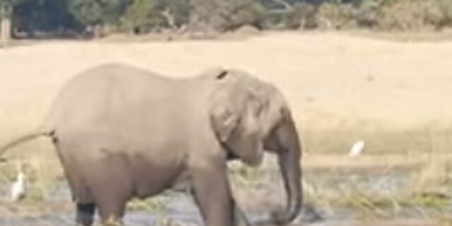 Ελέφαντας εναντίον κροκόδειλου: Τέρμα οι ευγένειες