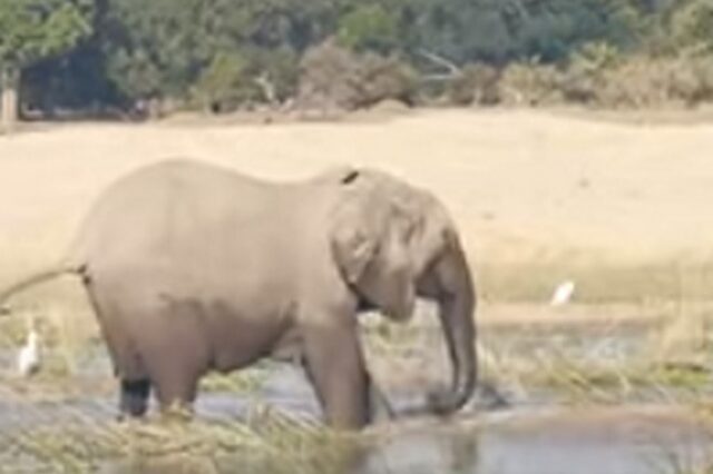 Ελέφαντας εναντίον κροκόδειλου: Τέρμα οι ευγένειες