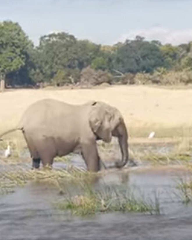 Ελέφαντας εναντίον κροκόδειλου: Τέρμα οι ευγένειες