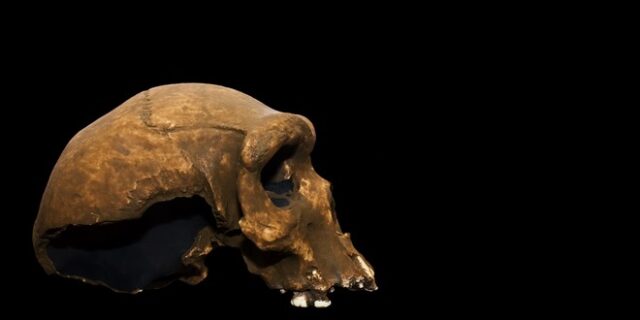 Homo bodoensis: Ανακαλύφθηκε νέος πρόγονος του ανθρώπου, που έζησε πριν 500.000 χρόνια