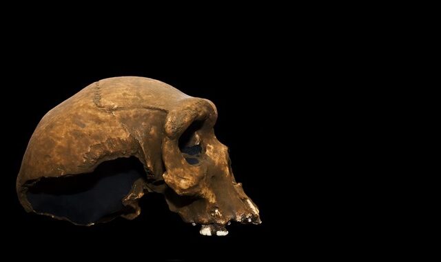 Homo bodoensis: Ανακαλύφθηκε νέος πρόγονος του ανθρώπου, που έζησε πριν 500.000 χρόνια