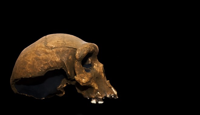 Homo bodoensis: Ανακαλύφθηκε νέος πρόγονος του ανθρώπου, που έζησε πριν 500.000 χρόνια