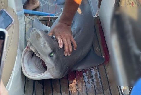 Κύπρος: Σφοδρές αντιδράσεις από την κακοποίηση καρχαρία για μια selfie