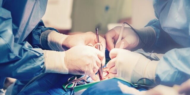 Η πρώτη επιτυχημένη μεταμόσχευση οργάνου από γουρούνι σε άνθρωπο