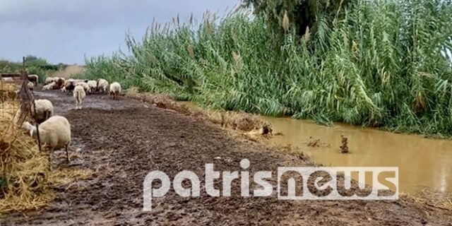 Κακοκαιρία Αθηνά: Σοβαρά προβλήματα στην Ηλεία – Πνίγηκαν ζώα στον Κόροιβο