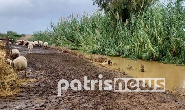 Κακοκαιρία Αθηνά: Σοβαρά προβλήματα στην Ηλεία – Πνίγηκαν ζώα στον Κόροιβο