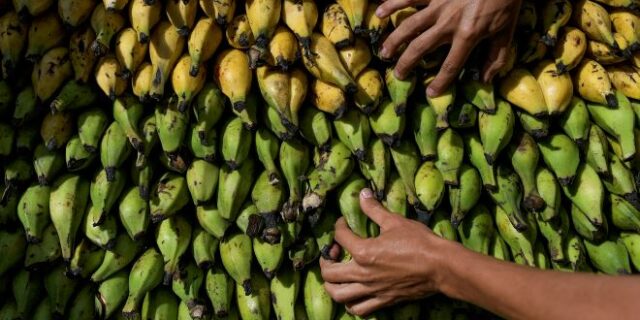 ΑΑΔΕ: Τι γύρευαν 82 κιλά κοκαΐνης ανάμεσα σε μπανάνες