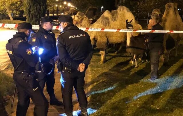 Στους δρόμους της Μαδρίτης 8 καμήλες και ένα λάμα – Δραπέτευσαν από τσίρκο