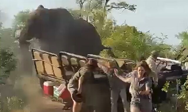 Νότια Αφρική: Ελέφαντας σε περίοδο αναπαραγωγής επιτέθηκε σε τζιπ με τουρίστες