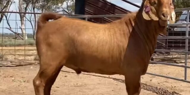 Ο GOAT τράγος πουλήθηκε για 21.000 δολάρια στην Αυστραλία