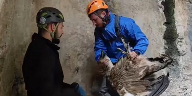 Κρήτη: Γύπας εγκλωβίστηκε σε φαράγγι – Καρέ καρέ η διάσωσή του