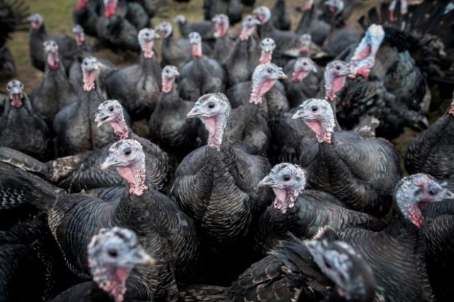Βρετανία: Σε lockdown τα πουλερικά σε όλη τη χώρα λόγω κρουσμάτων της γρίπης των πτηνών