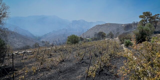 ΕΛΓΑ: Σήμερα η προκαταβολή αποζημιώσεων σε πληγέντες κτηνοτρόφους από τις φωτιές