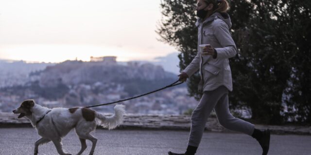 Τι κάνουμε αν ο σκύλος μας φάει φόλα;