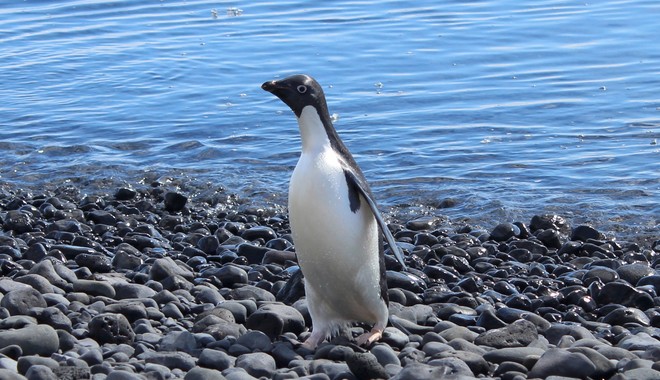 Σπάνιος πιγκουίνος ταξίδεψε 3.000 χλμ από την Ανταρκτική στη Νέα Ζηλανδία