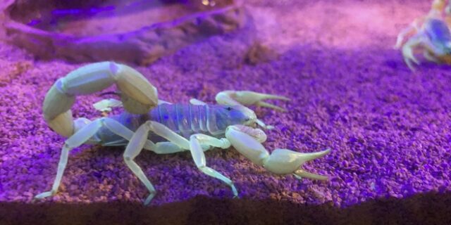 Αίγυπτος: Οι βροχές έφεραν επίθεση σκορπιών – Τουλάχιστον τέσσερις νεκροί