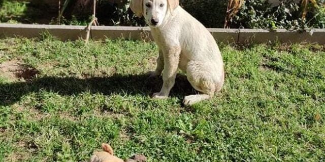 Αλεξανδρούπολη: Κακοποίησαν σεξουαλικά κουτάβι- Έκκληση και αμοιβή για να βρεθεί ο δράστης