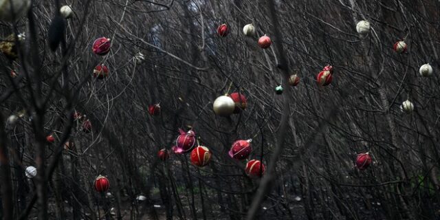 Συγκίνηση στη Βαρυμπόμπη: Οι κάτοικοι στόλισαν τα καμμένα δέντρα τους