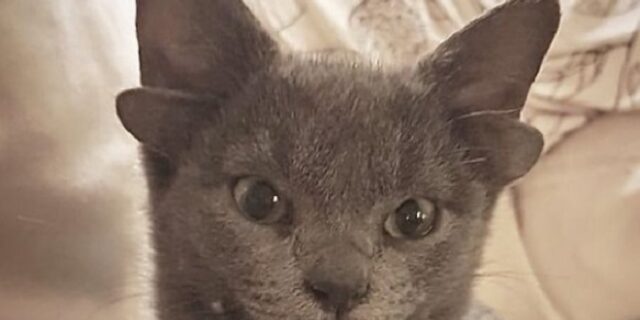 Μίδα: Η γάτα με τα 4 αυτιά από την Τουρκία μετρά 75.000 ακόλουθους στο Instagram